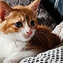 Cacahuète participe au concours pour gagner de l'argent avec cette photo : abyssinian, animal, armchair, cat, chair, couch, furniture, kitten, manx, pet, siamese