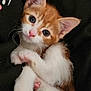 Cacahuète a rejoint le concours — aidez-le/la à gagner de superbes lots ! abyssinian, animal, cat, kitten, manx, pet, siamese