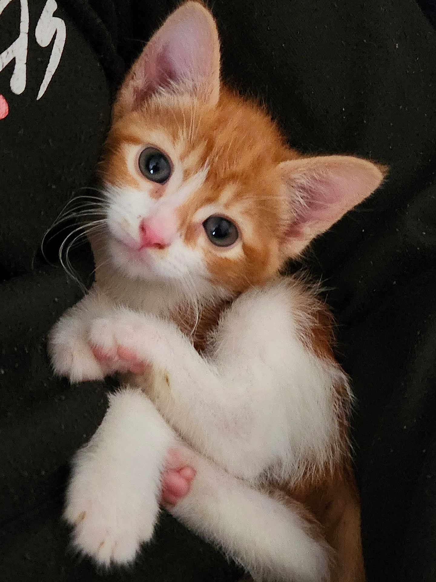 Cacahuète a rejoint le concours — aidez-le/la à gagner de superbes lots ! abyssinian, animal, cat, kitten, manx, pet, siamese