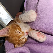 Cacahuète participe au concours pour gagner de l'argent avec cette photo : abyssinian, animal, armchair, baby, blanket, cat, chair, couch, furniture, hardwood, kitten, manx, person, pet, siamese, sleeping, wood