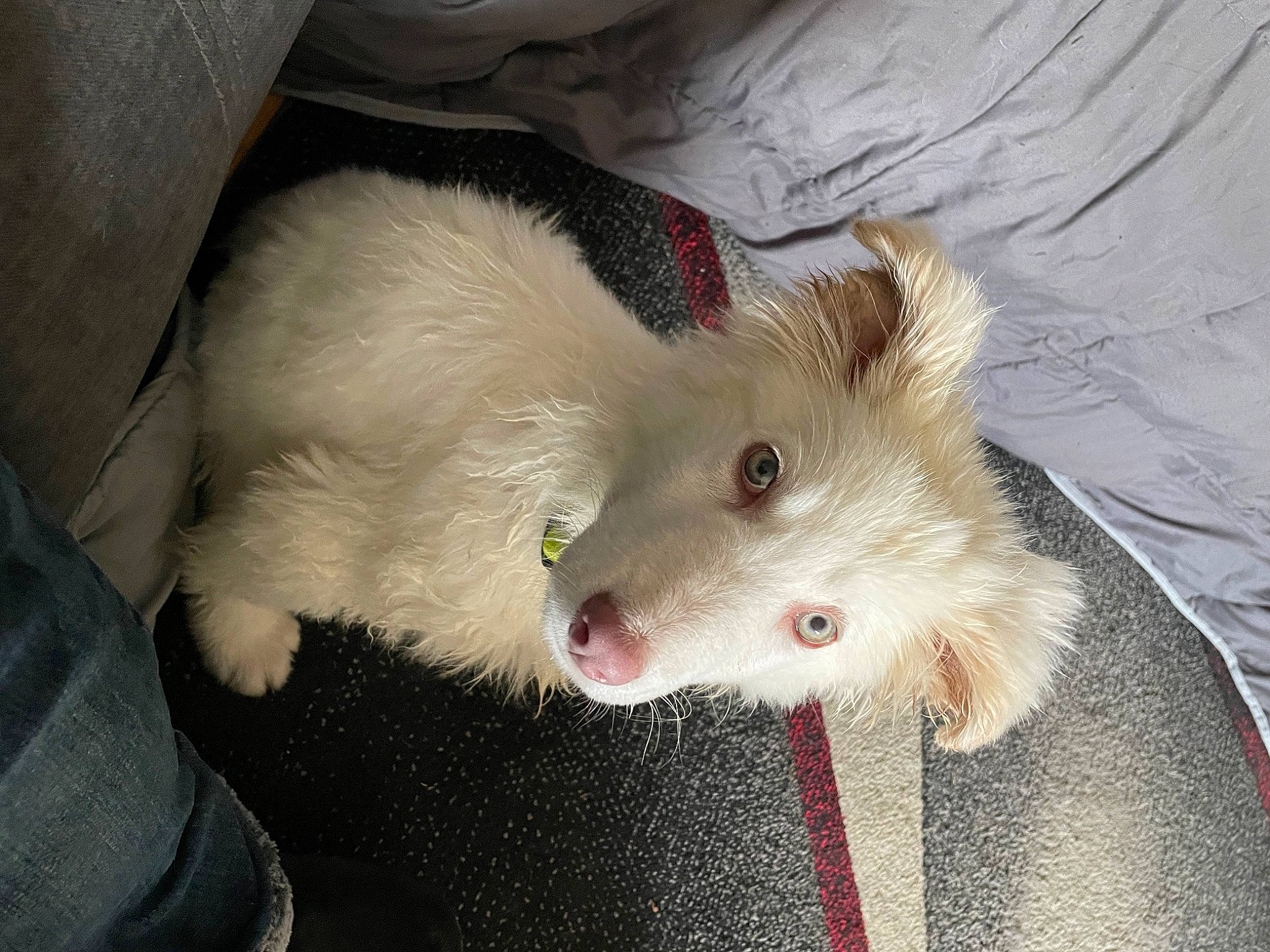 Phoenix is registered to the contest to win money with this photo: biting, canidae, carnivore, claw, companion_dog, dog, dog_breed, eye, fawn, felidae, fur, mouse, muroidea, paw, rodent, samoyed, snout, sporting_group, terrestrial_animal, whiskers