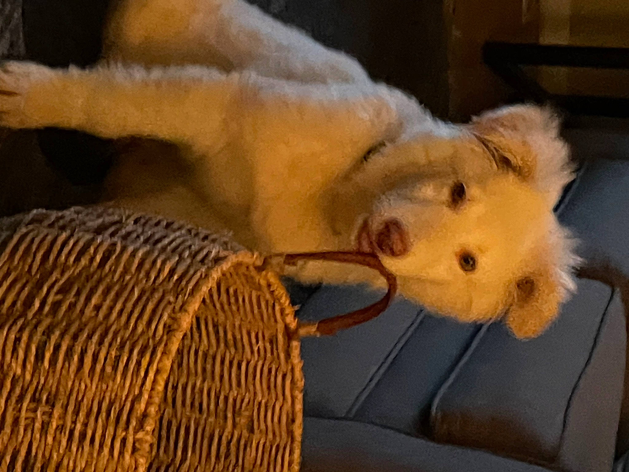 Phoenix joined the competition — help win amazing prizes! carnivore, claw, comfort, companion_dog, couch, dog, dog_breed, eye, fawn, felidae, fur, paw, plush, small_to_medium_sized_cats, stuffed_toy, tail, terrestrial_animal, toy, whiskers, wool