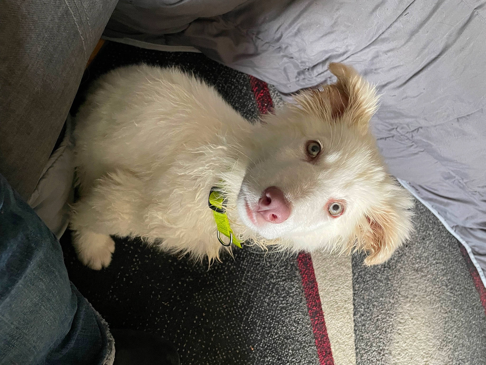 Phoenix is registered to the contest to win money with this photo: biting, canidae, carnivore, companion_dog, dog, dog_breed, dog_supply, fawn, fur, mouse, muroidea, non_sporting_group, paw, rodent, snout, sporting_group, tail, terrestrial_animal, toy_dog, whiskers