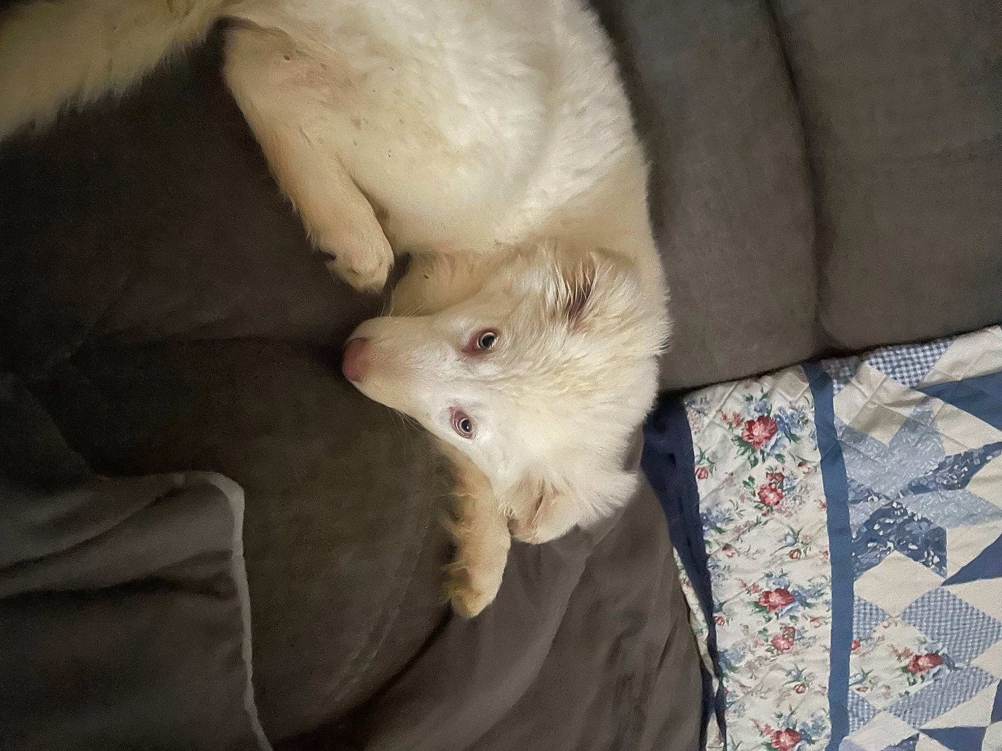 Phoenix is registered to the contest to win money with this photo: carnivore, claw, comfort, companion_dog, couch, dog, dog_breed, fawn, felidae, fur, golden_retriever, linens, pattern, paw, small_terrier, small_to_medium_sized_cats, tail, terrestrial_animal, toy_dog, whiskers