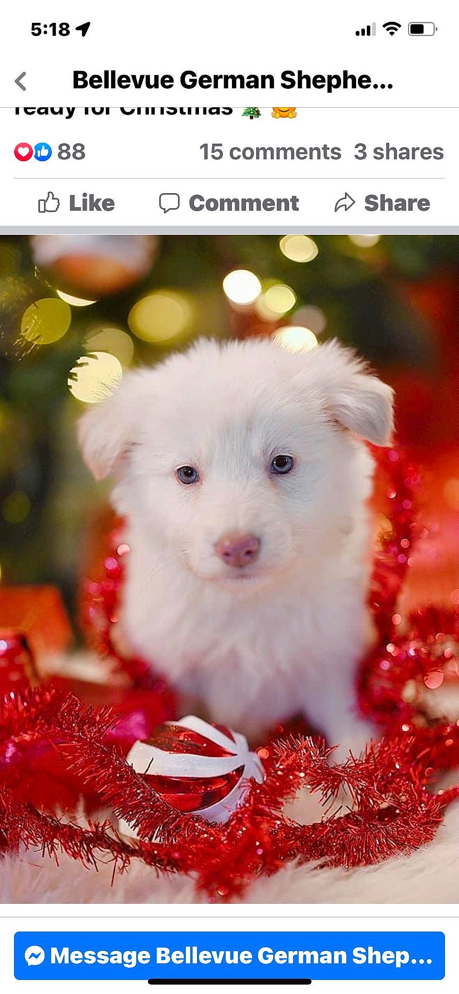 Phoenix is registered to the contest to win money with this photo: canidae, carnivore, companion_dog, dog, dog_breed, event, fawn, font, fur, happy, holiday, magenta, pattern, petal, photo_caption, pink, recipe, snout, sporting_group, toy_dog