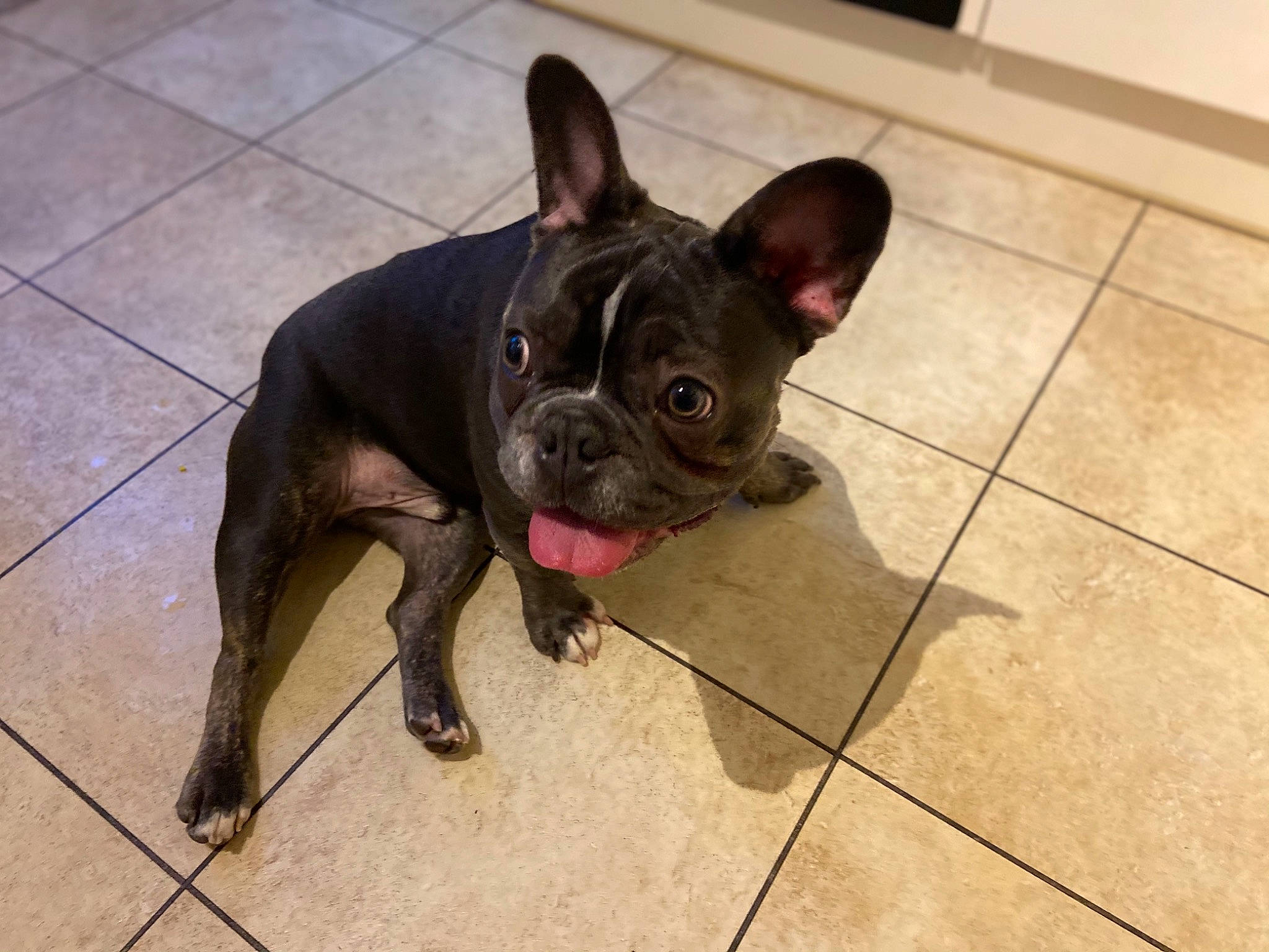 Boss is registered to the contest to win money with this photo: bulldog, canidae, carnivore, companion_dog, dog, dog_breed, fawn, floor, flooring, french_bulldog, liver, mammal, snout, terrestrial_animal, tile, tile_flooring, tongue, toy_dog, vertebrate, working_animal