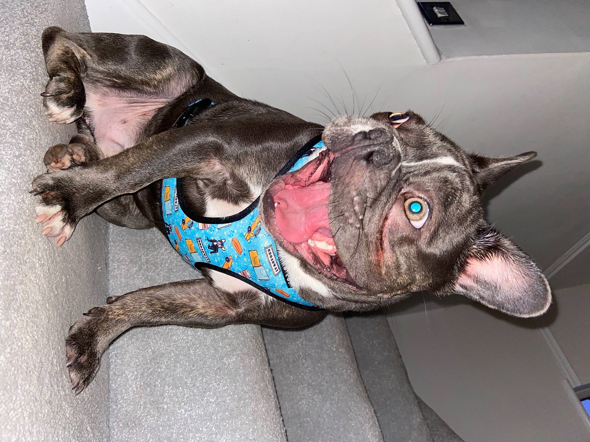 Boss is registered to the contest to win money with this photo: american_pit_bull_terrier, canidae, carnivore, collar, companion_dog, dog, dog_breed, dog_collar, fur, grey, jaw, leash, liver, pet_supply, snout, sporting_group, tongue, whiskers, working_animal, working_dog