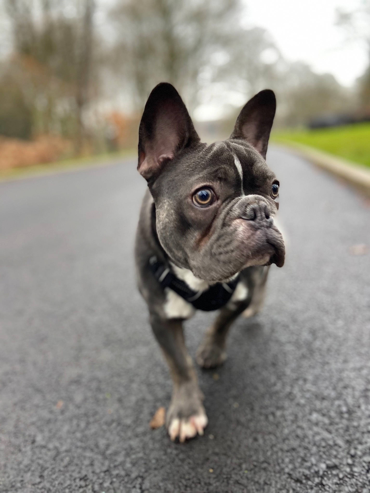 Boss is registered to the contest to win money with this photo: asphalt, bulldog, canidae, carnivore, close_up, collar, dog, dog_breed, dog_collar, fawn, french_bulldog, mammal, organ, road, road_surface, snout, tar, toy_dog, whiskers, working_animal