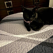 Nefertiti joined the competition — help win amazing prizes! animal, bed, bedroom, black_cat, cabinet, cat, collar, cozy, dark_fur, decor, feline, furniture, home, indoor, lying_down, pet, pink_collar, portrait, quilt, sitting