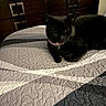 animal, bed, bedroom, black_cat, cabinet, cat, collar, cozy, dark_fur, decor, feline, furniture, home, indoor, lying_down, pet, pink_collar, portrait, quilt, sitting