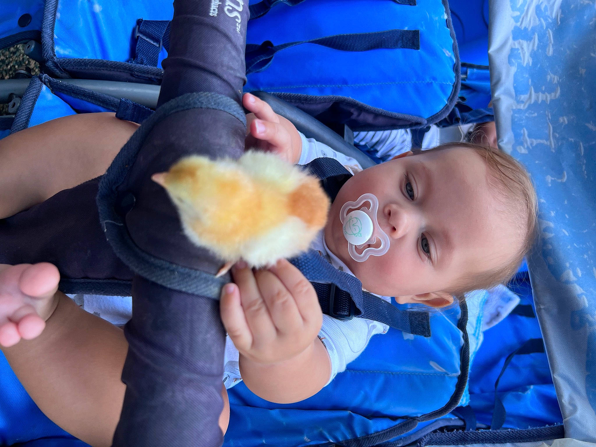 Syair joined the competition — help win amazing prizes! baby, baby_toddler_clothing, blue, child, electric_blue, finger, finger_food, fun, gesture, guinea_pig, hand, lap, nail, person, sitting, stuffed_toy, thumb, toddler, toy, wrist