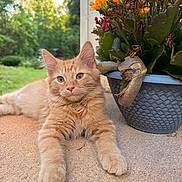 Melly joined the competition — help win amazing prizes! animal, cat, closeup, concrete, cute, daylight, feline, flower_pot, flowers, fluffy, garden, greenery, kitten, nature, orange_tabby, outdoor, pet, plant, relaxed, young_cat