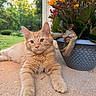 animal, cat, closeup, concrete, cute, daylight, feline, flower_pot, flowers, fluffy, garden, greenery, kitten, nature, orange_tabby, outdoor, pet, plant, relaxed, young_cat