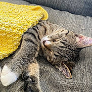 Tonka is registered to the contest to win money with this photo: cat, tabby, sleeping, cozy, blanket, yellow, knitted, couch, gray, fur, whiskers, paw, relaxed, indoor, pet, cute, resting, soft, closeup, domestic_cat