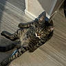 Yeimi a rejoint le concours — aidez-le/la à gagner de superbes lots ! animal, cat, corner, curious, cute, domestic, ears, floor, fur, indoor, looking_up, mammal, pet, relaxed, shadow, striped, tabby, tail, whiskers, wooden_floor