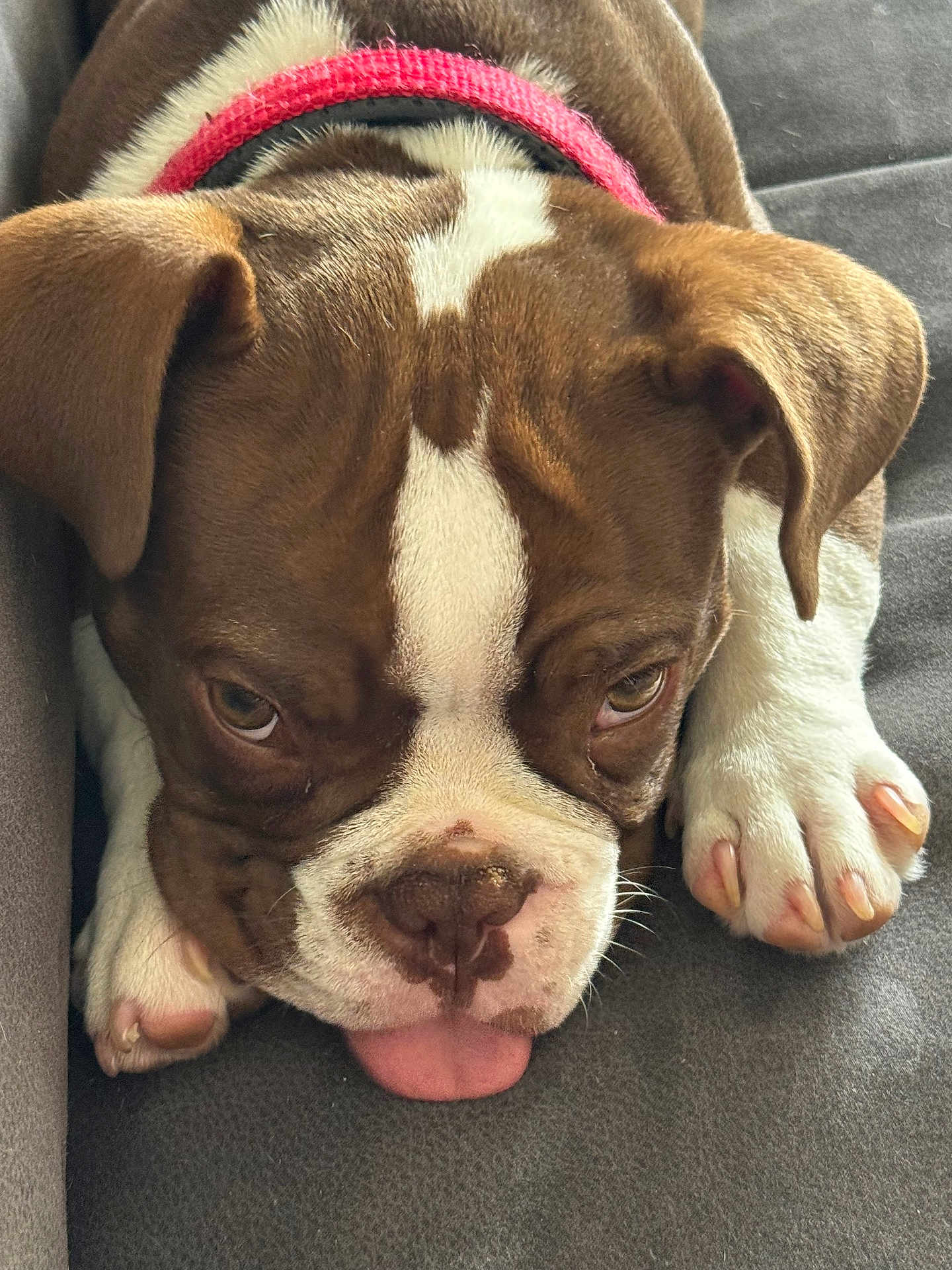 Ragnar participe au concours pour gagner de l'argent avec cette photo : dog, brown, white, close_up, tongue_out, cute, pet, canine, sleepy, face, paw, fur, collar, resting, domestic_animal, animal, mammal, indoor, cute_expression, portrait