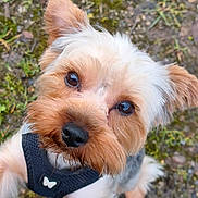 Rocky participe au concours pour gagner de l'argent avec cette photo : dog, yorkshire_terrier, pet, close_up, portrait, brown_eyes, black_nose, fur, harness, butterfly, outdoor, grass, dirt, cute, looking_up, wet_muzzle, whiskers, small_dog, paw, head_tilt