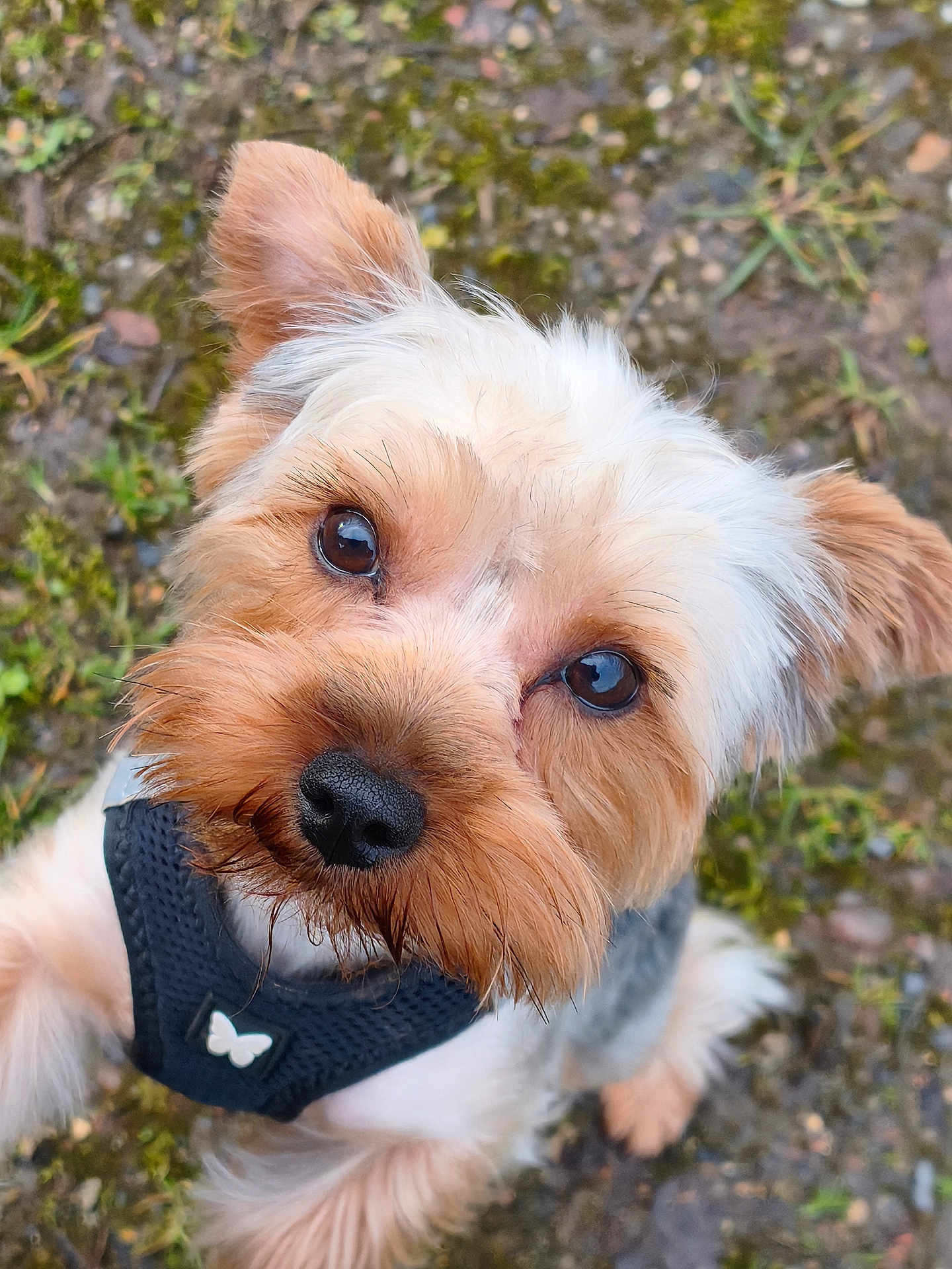 Rocky participe au concours pour gagner de l'argent avec cette photo : dog, yorkshire_terrier, pet, close_up, portrait, brown_eyes, black_nose, fur, harness, butterfly, outdoor, grass, dirt, cute, looking_up, wet_muzzle, whiskers, small_dog, paw, head_tilt