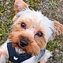 dog, yorkshire_terrier, pet, close_up, portrait, brown_eyes, black_nose, fur, harness, butterfly, outdoor, grass, dirt, cute, looking_up, wet_muzzle, whiskers, small_dog, paw, head_tilt
