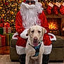 dog, person, santa_claus, christmas_tree, fireplace, stockings, holiday, festive, gift_boxes, red_suit, white_beard, glasses, harness, decorations, warm_lighting, carpet, chair, indoors, smiling_dog, seasonal