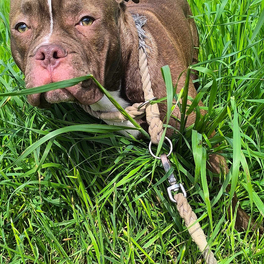 Aïko participe au concours pour gagner de l'argent avec cette photo : animal, architecture, building, bulldog, canine, dog, field, grass, grassland, green, herbal, herbs, lawn, nature, outdoors, pet, pitbull, plant, shelter, vegetation