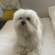 Alba a rejoint le concours — aidez-le/la à gagner de superbes lots ! dog, white, fluffy, couch, pillow, indoor, pet, fur, animal, relaxing, home, furniture, cute, companion, domestic, laying, cozy, soft, portrait, looking