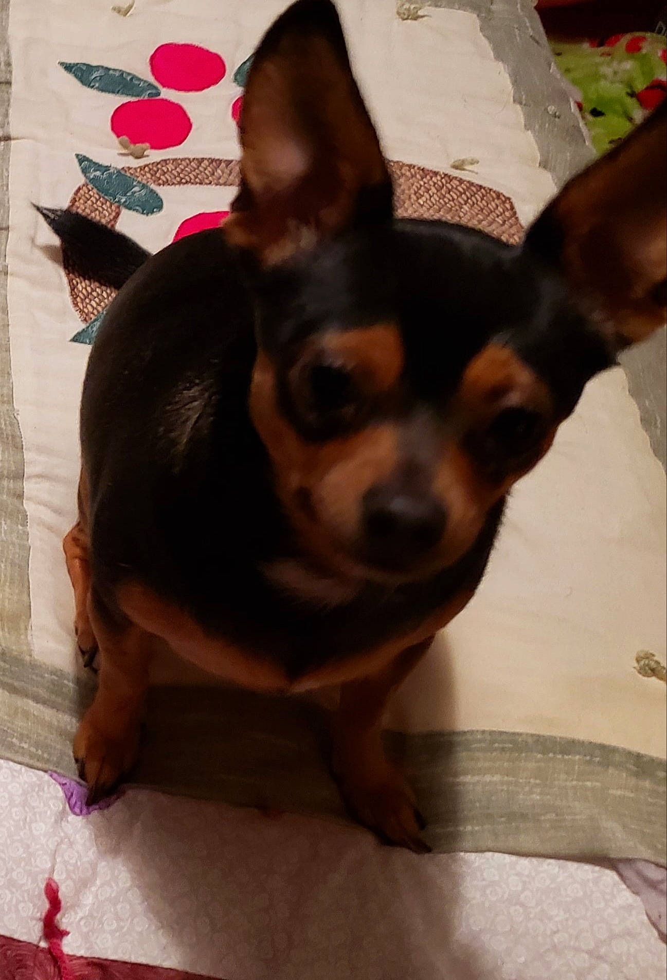 Deedee is registered to the contest to win money with this photo: canidae, carnivore, chihuahua, companion_dog, corgi_chihuahua, dog, dog_breed, ear, fawn, fur, non_sporting_group, prazsky_krysarik, russkiy_toy, snout, sporting_group, terrestrial_animal, toy_dog, whiskers, working_animal, working_dog