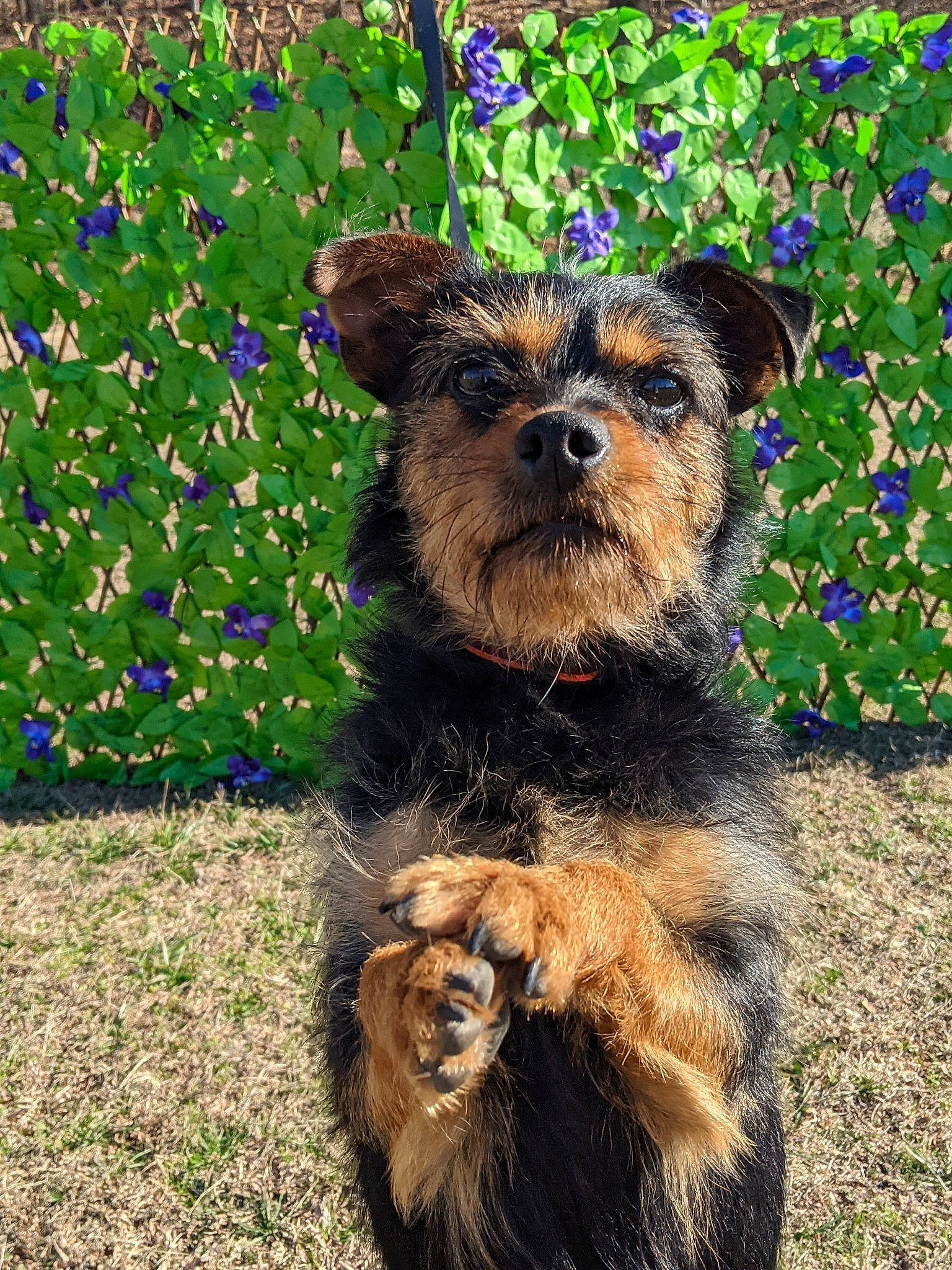 Bruno joined the competition — help win amazing prizes! canidae, carnivore, collar, companion_dog, dog, dog_breed, dog_supply, fashion_accessory, fur, grass, liver, plant, small_terrier, snout, sporting_group, terrestrial_animal, terrier, toy_dog, water_dog, working_animal