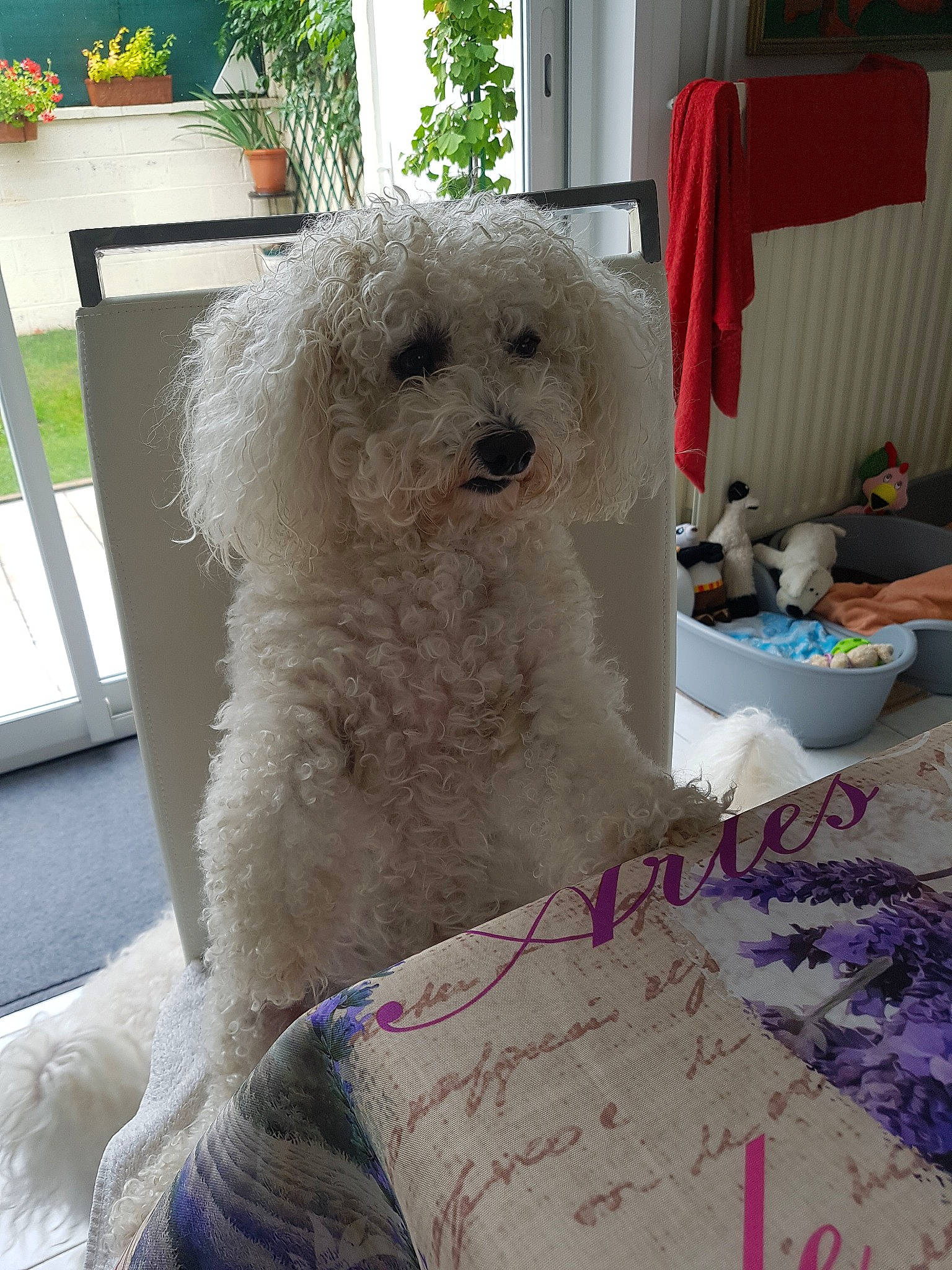 Hanjie a rejoint le concours — aidez-le/la à gagner de superbes lots ! bichon, bichon_frise, bolognese, bolonka, canidae, carnivore, companion_dog, coton_de_tulear, dog, dog_breed, maltepoo, maltese, mammal, miniature_poodle, non_sporting_group, poodle, poodle_crossbreed, toy_dog, toy_poodle, vertebrate