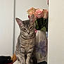 cat, tabby, gray_cat, flower_vase, roses, pink_roses, indoor, table, wallet, pet, feline, plant, still_life, sitting, curious, domestic_animal, close_up, soft_light, home, decor