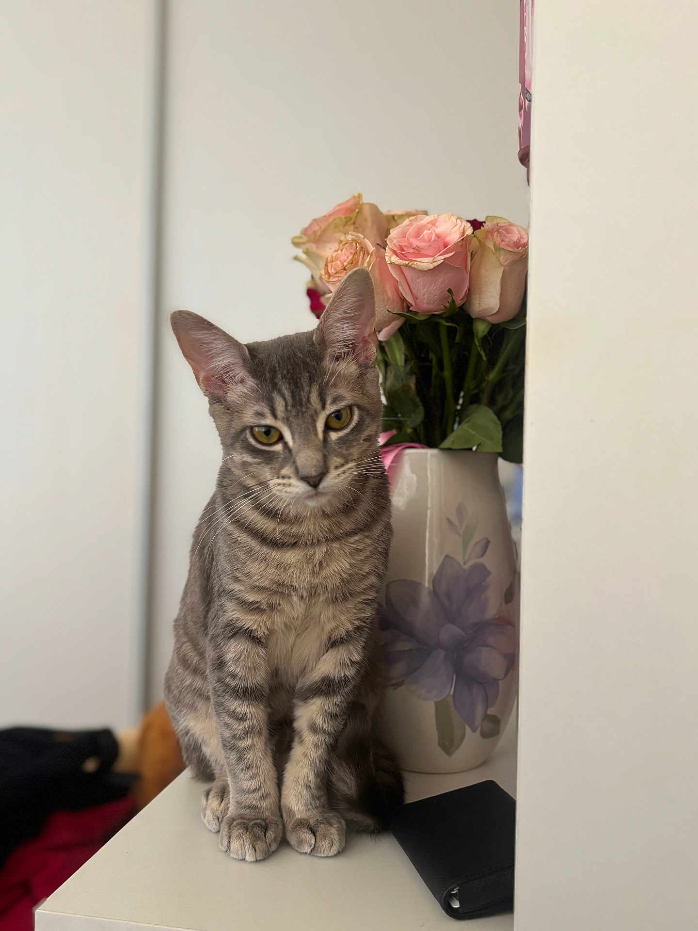 Milo is registered to the contest to win money with this photo: cat, tabby, gray_cat, flower_vase, roses, pink_roses, indoor, table, wallet, pet, feline, plant, still_life, sitting, curious, domestic_animal, close_up, soft_light, home, decor