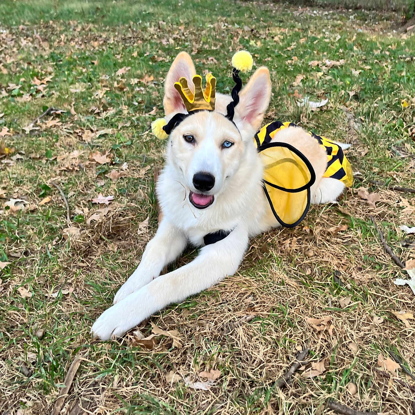 Kari joined the competition — help win amazing prizes! animal, autumn, bee_costume, canine, costume, cute, daylight, dog, ears, fall, grass, leaves, lying_down, nature, outdoor, pet, playful, tongue_out, tree, white_dog