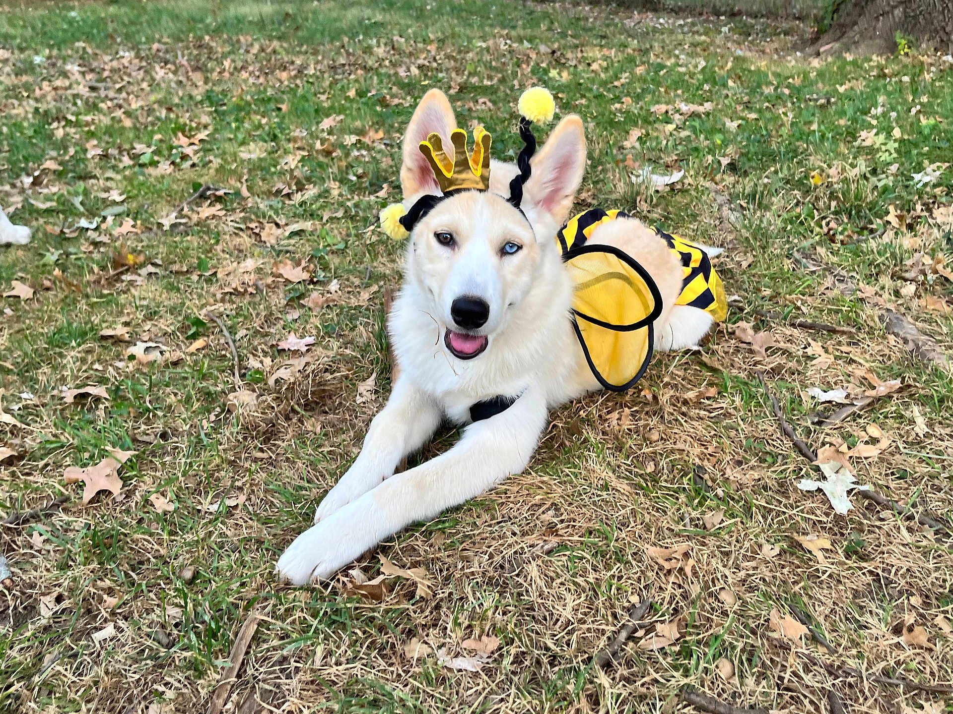 Kari joined the competition — help win amazing prizes! dog, costume, bee_costume, animal, pet, outdoor, grass, leaves, autumn, lying_down, white_dog, canine, cute, playful, ears, tongue_out, nature, tree, fall, daylight