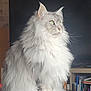 cat, fluffy, long_hair, silver, green_eyes, pet, indoor, portrait, feline, whiskers, side_view, domestic_cat, curious, soft_light, sitting, close_up, animal, mammal, household, cute