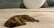 Ariat Sue is registered to the contest to win money with this photo: cat, tabby, sleeping, bed, blanket, pillow, heart_shaped_pillow, indoor, cozy, feline, resting, soft_texture, cushion, home, pet, animal, striped, quiet, relaxation, fur