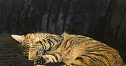 Ariat Sue is registered to the contest to win money with this photo: animal, blanket, cat, comfort, couch, cozy, cute, feline, fur, home, indoor, napping, paw, pet, relaxation, resting, sleeping, soft, striped, tabby_cat