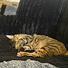 tabby_cat, cat, sleeping, paw, blanket, couch, indoor, pet, feline, cozy, resting, striped, animal, fur, relaxation, soft, comfort, home, cute, napping
