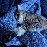 Ariat Sue joined the competition — help win amazing prizes! cat, tabby, sleeping, paw, blanket, blue, cozy, furry, pet, animal, relaxing, cute, whiskers, fur, indoor, resting, soft, comfort, closeup, nap