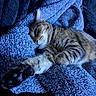 cat, tabby, sleeping, paw, blanket, blue, cozy, furry, pet, animal, relaxing, cute, whiskers, fur, indoor, resting, soft, comfort, closeup, nap