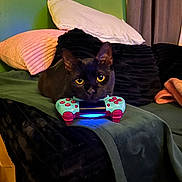 Noche is registered to the contest to win money with this photo: black_cat, cat, yellow_eyes, video_game_controller, couch, pillows, green_wall, blanket, indoor, pet, relaxed, cozy, feline, electronics, gaming, home, comfort, curtains, resting, close_up