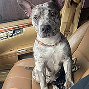Cream is registered to the contest to win money with this photo: dog, car_interior, leather_seat, front_seat, seatbelt, rose_gold_chain, brindle_coat, ears_up, attentive, portrait, paw, leash, window, fence, house, tattoo, hand, nose, collar, passenger