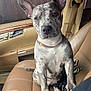 dog, car_interior, leather_seat, front_seat, seatbelt, rose_gold_chain, brindle_coat, ears_up, attentive, portrait, paw, leash, window, fence, house, tattoo, hand, nose, collar, passenger
