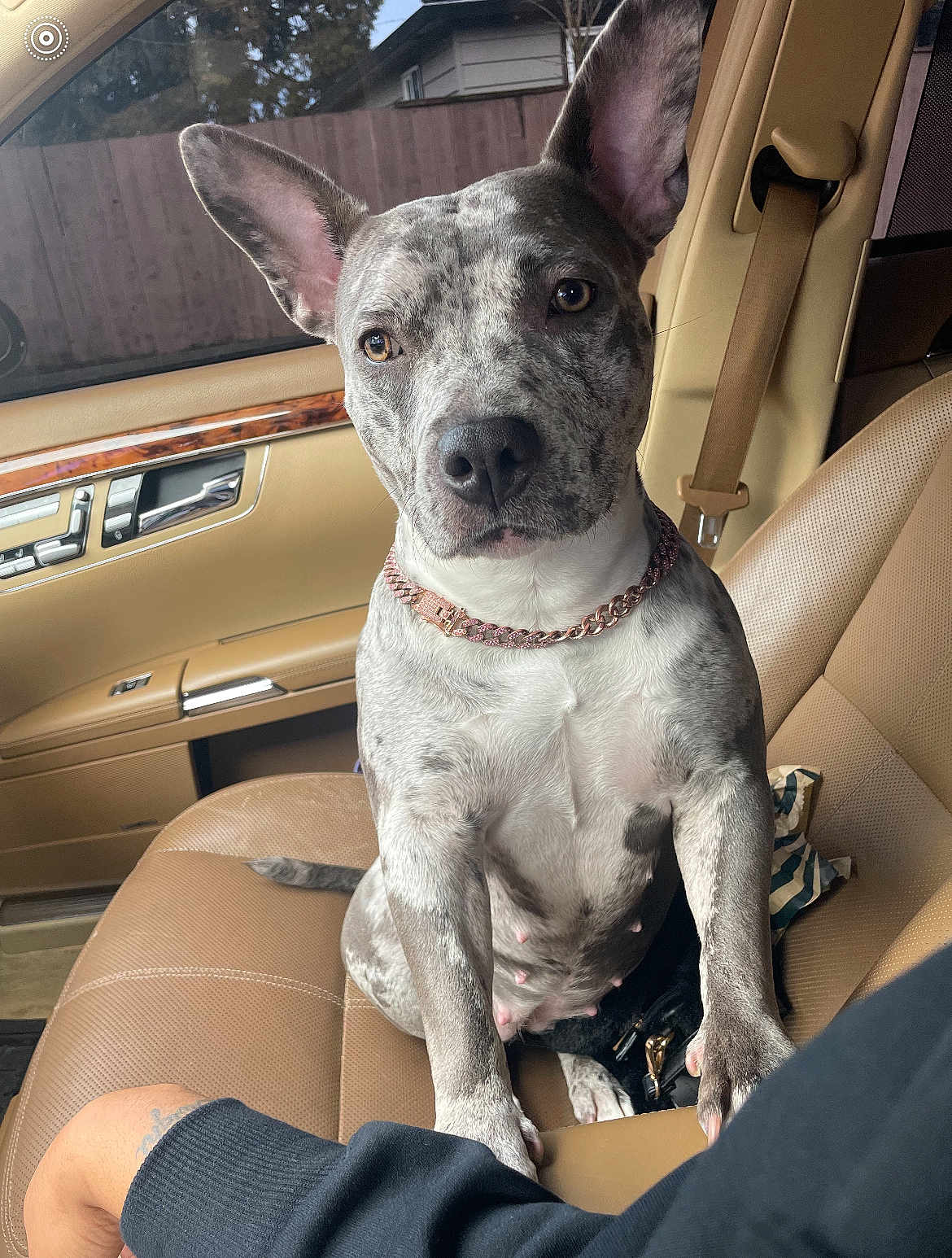 Cream is registered to the contest to win money with this photo: dog, car_interior, leather_seat, front_seat, seatbelt, rose_gold_chain, brindle_coat, ears_up, attentive, portrait, paw, leash, window, fence, house, tattoo, hand, nose, collar, passenger