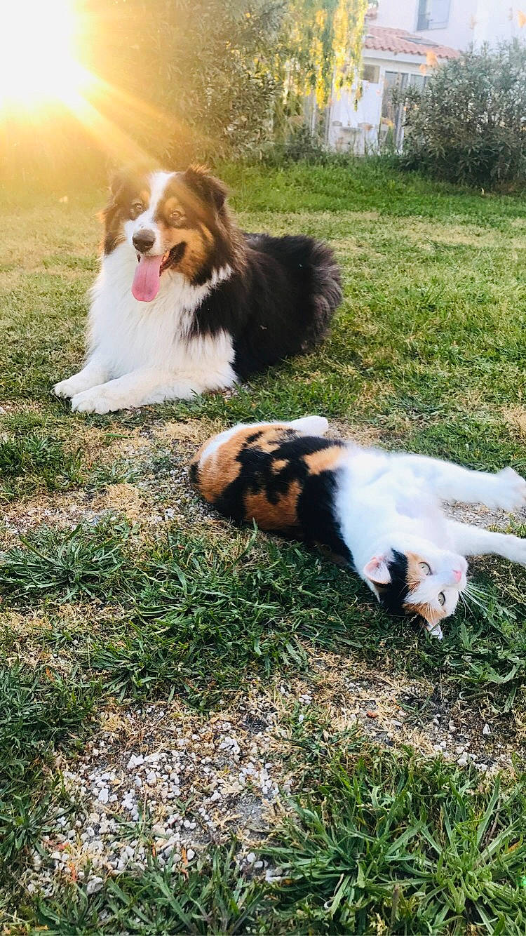 Kiri a rejoint le concours — aidez-le/la à gagner de superbes lots ! australian_shepherd, canidae, carnivore, cavalier_king_charles_spaniel, companion_dog, dog, dog_breed, grass, mammal, miniature_australian_shepherd, papillon, phalene, puppy, spaniel, sporting_group, vertebrate