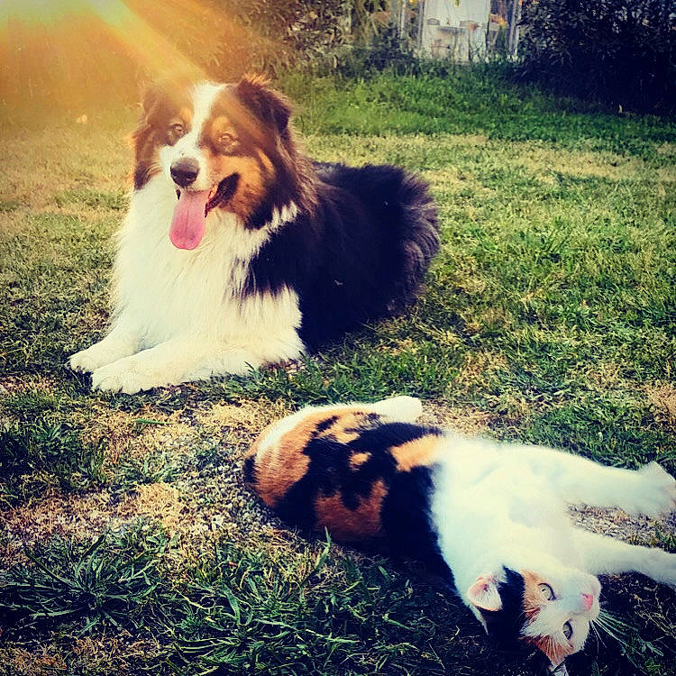 Kiri participe au concours pour gagner de l'argent avec cette photo : australian_shepherd, canidae, carnivore, cloud, companion_dog, dog, dog_breed, grass, love, mammal, miniature_australian_shepherd, petit_basset_griffon_vendeen, puppy, sky, sporting_group, vertebrate