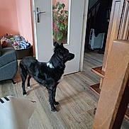 Roxane a rejoint le concours — aidez-le/la à gagner de superbes lots ! dog, black_dog, indoor, wooden_floor, door, plant, couch, pet_bed, toys, stairs, furniture, living_room, alert, standing, white_patch, floor, home, domestic, animal, pet