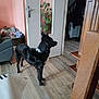 dog, black_dog, indoor, wooden_floor, door, plant, couch, pet_bed, toys, stairs, furniture, living_room, alert, standing, white_patch, floor, home, domestic, animal, pet