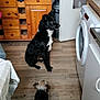 Roxane a rejoint le concours — aidez-le/la à gagner de superbes lots ! animal, black, black_dog, brown, cabinet, dog, door, floor, furniture, household, indoor, kitchen, orange_fruit, pet, small_dog, trash_can, waiting, washing_machine, white, wooden_floor