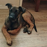 Rex a rejoint le concours — aidez-le/la à gagner de superbes lots ! puppy, dog, lying_down, sleepy, adorable, floppy_ears, black_and_tan, short_fur, animal, pet, indoor, wooden_floor, home, chair, cabinet, portrait, relaxed, cute, front_legs, puppy_face