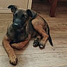 adorable, animal, black_and_tan, cabinet, chair, cute, dog, floppy_ears, front_legs, home, indoor, lying_down, pet, portrait, puppy, puppy_face, relaxed, short_fur, sleepy, wooden_floor